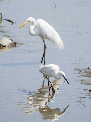 Little Egret 荒川生物生態園(東京都板橋区) Sat, 3/27/2021