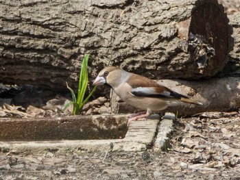 Hawfinch Akigase Park Sat, 3/27/2021