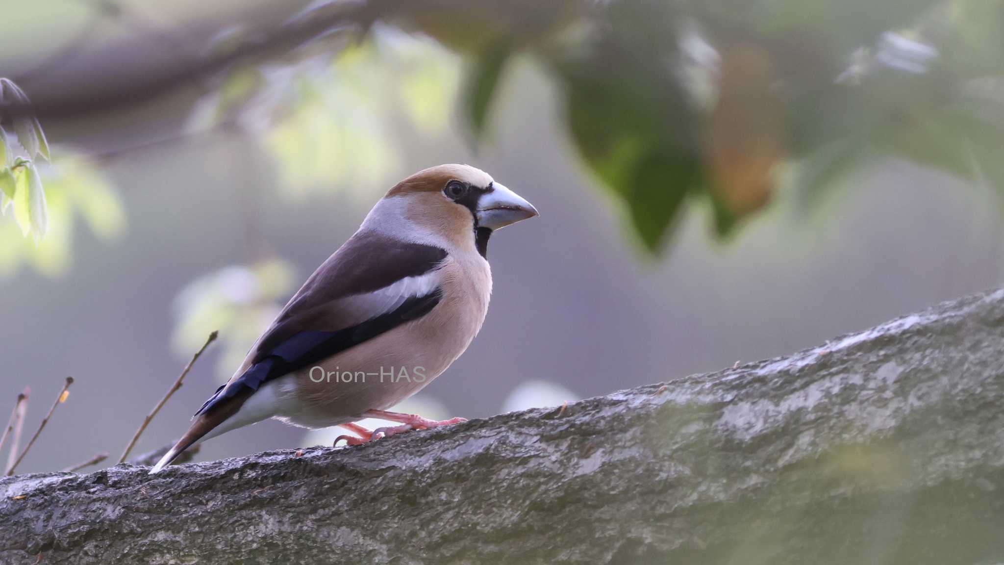 CANON EOS R5 + EF400mm F5.6L + 1.4倍　フルサイズ 560mm　JPEG手持ち撮影 by Orion-HAS