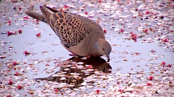 Oriental Turtle Dove Unknown Spots Mon, 4/5/2021