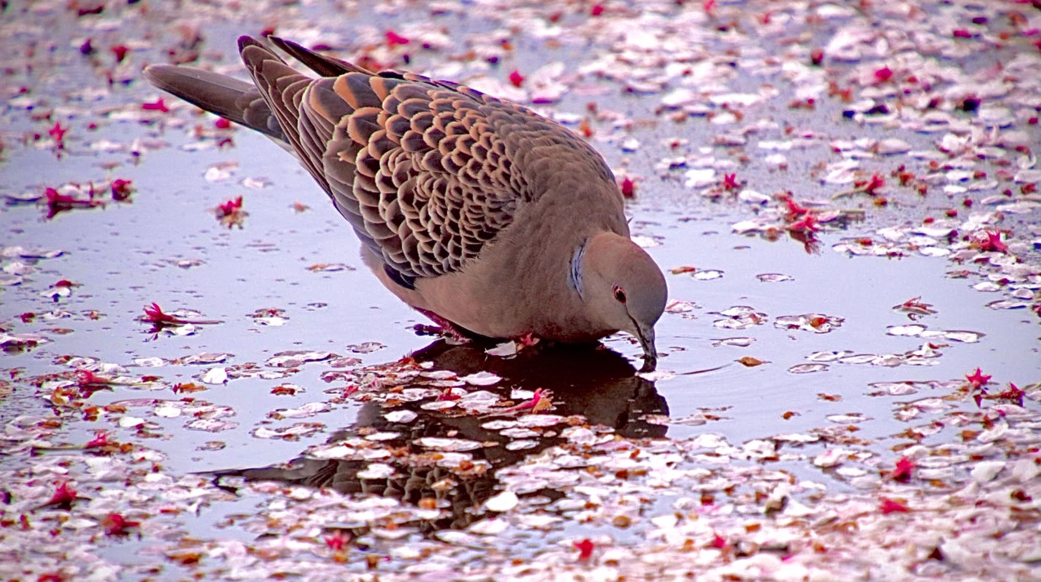 Photo of Oriental Turtle Dove at  by SR