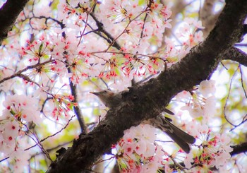 未同定 場所が不明 2021年4月3日(土)