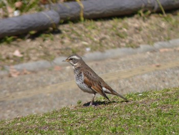 ツグミ 長居公園植物園 2017年2月19日(日)