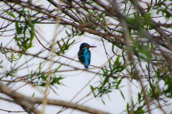 Common Kingfisher 城沼 Sat, 3/27/2021