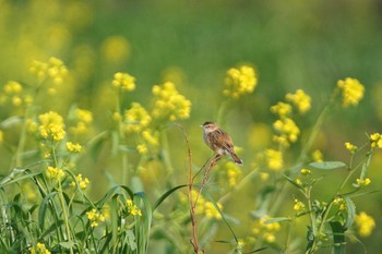 セッカ 多摩川 2021年4月3日(土)