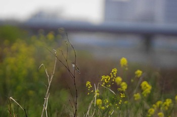 セッカ 多摩川 2021年4月2日(金)