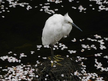 コサギ 石神井川 2021年3月28日(日)