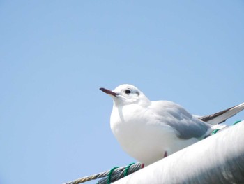 ユリカモメ 隅田川 2021年3月27日(土)