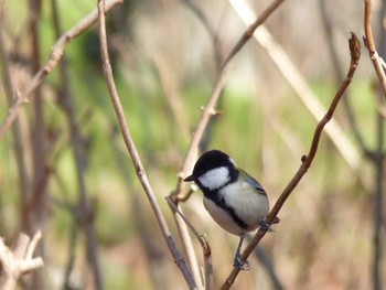 Japanese Tit Nagai Botanical Garden Sun, 2/19/2017