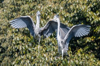 アオサギ 明石公園 2021年2月13日(土)