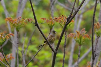 2021年4月10日(土) 長浜公園の野鳥観察記録