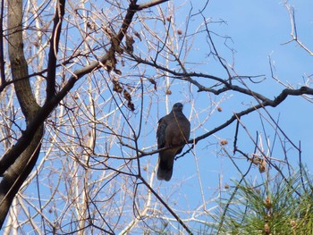 Oriental Turtle Dove Nagai Botanical Garden Sun, 2/19/2017