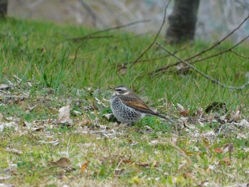 Dusky Thrush Unknown Spots Sat, 2/18/2017