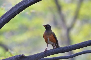 2021年4月9日(金) 長浜公園の野鳥観察記録