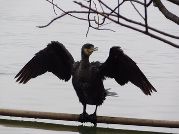 カワウ 場所が不明 2017年2月18日(土)