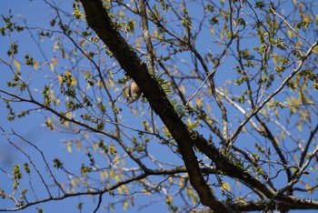 ゴジュウカラ 九重 2021年4月7日(水)