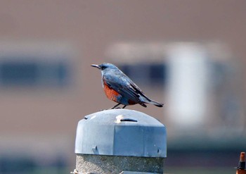 Blue Rock Thrush 浜松市 Sat, 4/10/2021