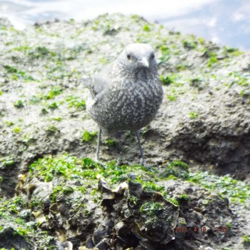 Blue Rock Thrush 豊洲 Sat, 4/10/2021