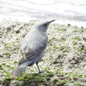 Blue Rock Thrush 豊洲 Sat, 4/10/2021