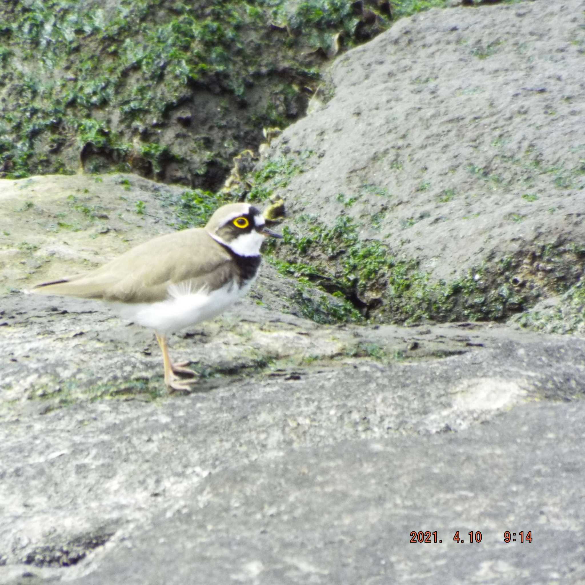 Photo of Little Ringed Plover at 豊洲 by K2Uchihira