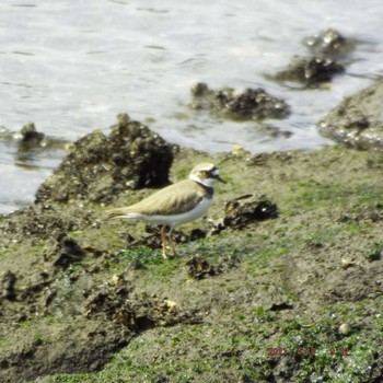 Little Ringed Plover 豊洲 Sat, 4/10/2021