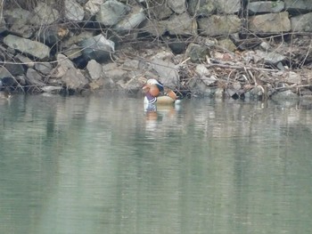 Mandarin Duck Unknown Spots Sat, 2/18/2017