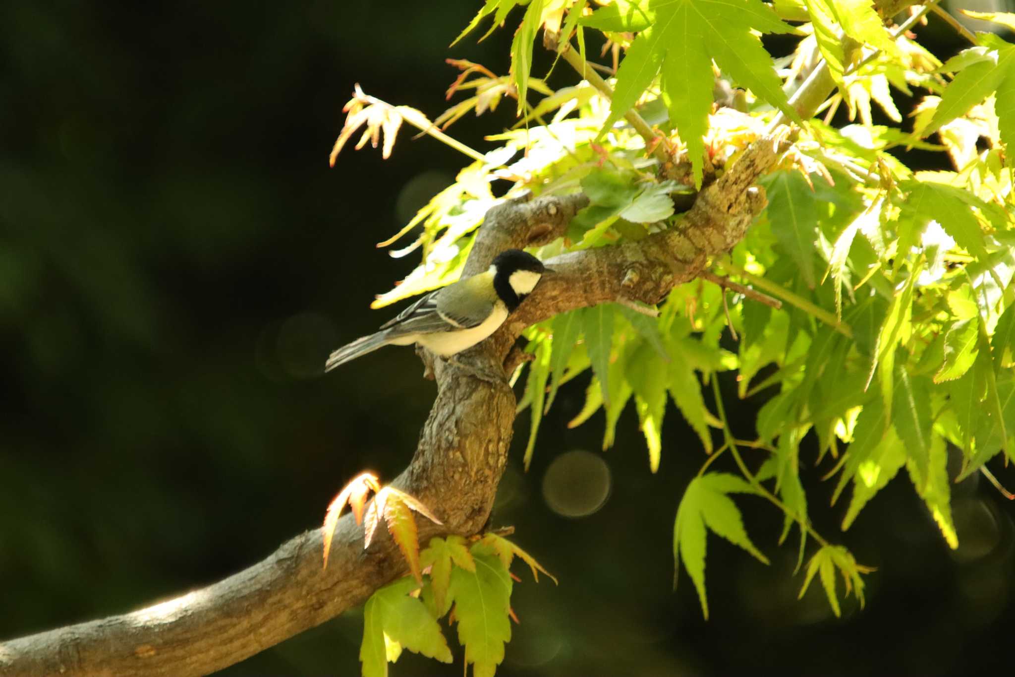 Photo of Japanese Tit at  by 蕾@sourai0443