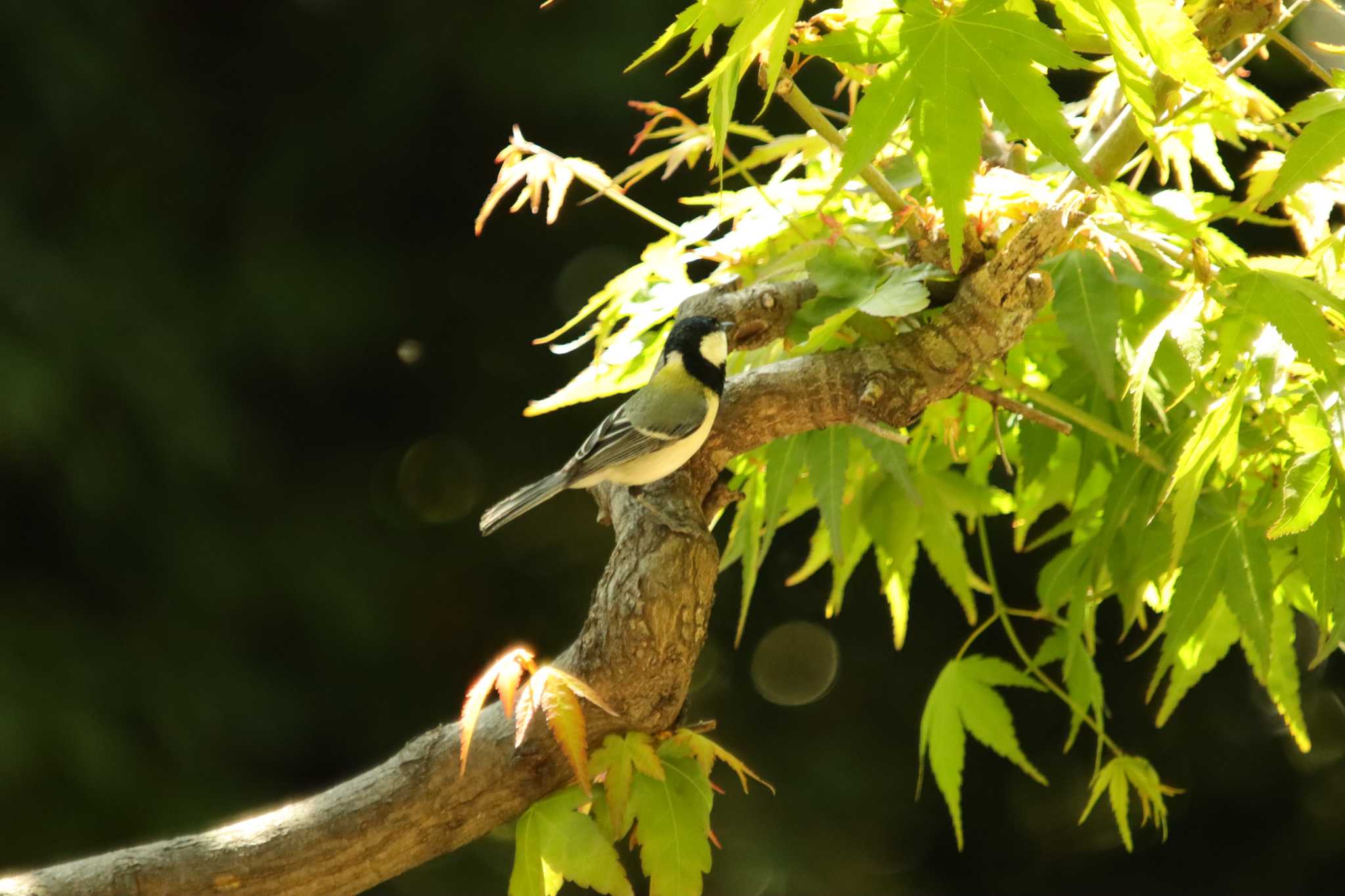 Photo of Japanese Tit at  by 蕾@sourai0443