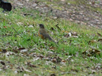 Brown-headed Thrush(orii) Unknown Spots Sat, 2/18/2017