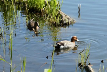 2021年4月10日(土) 都立浮間公園の野鳥観察記録