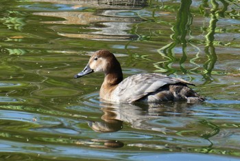 ホシハジロ 都立浮間公園 2021年4月10日(土)