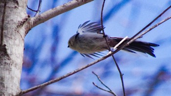 Long-tailed tit(japonicus) 宮城沢林道(札幌市西区) Sat, 4/10/2021