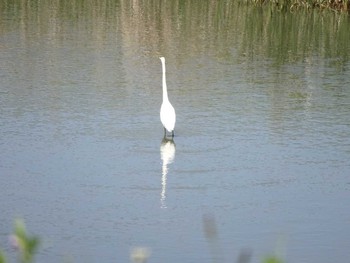 ダイサギ 場所が不明 2021年4月10日(土)