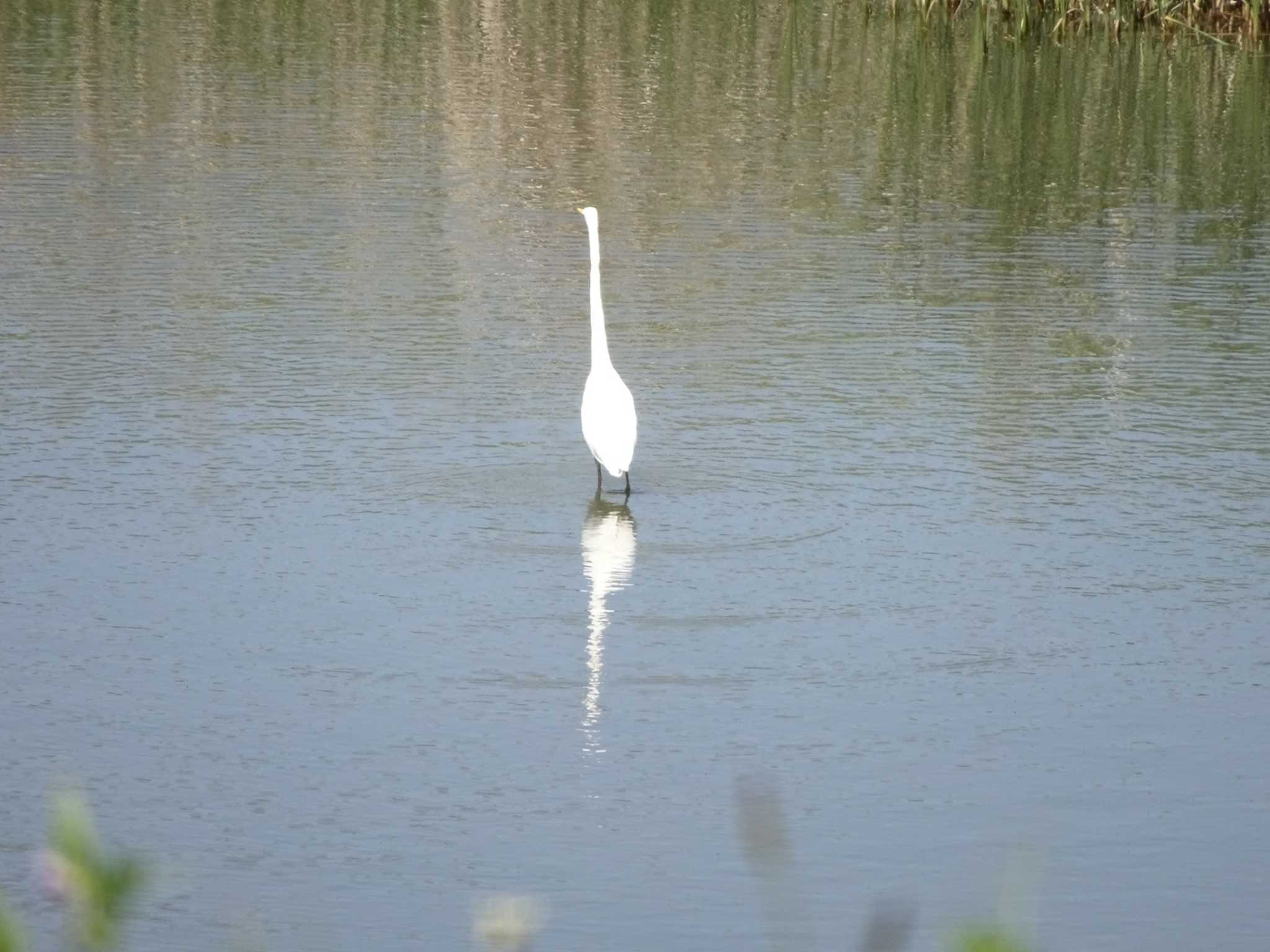 初ダイサギ