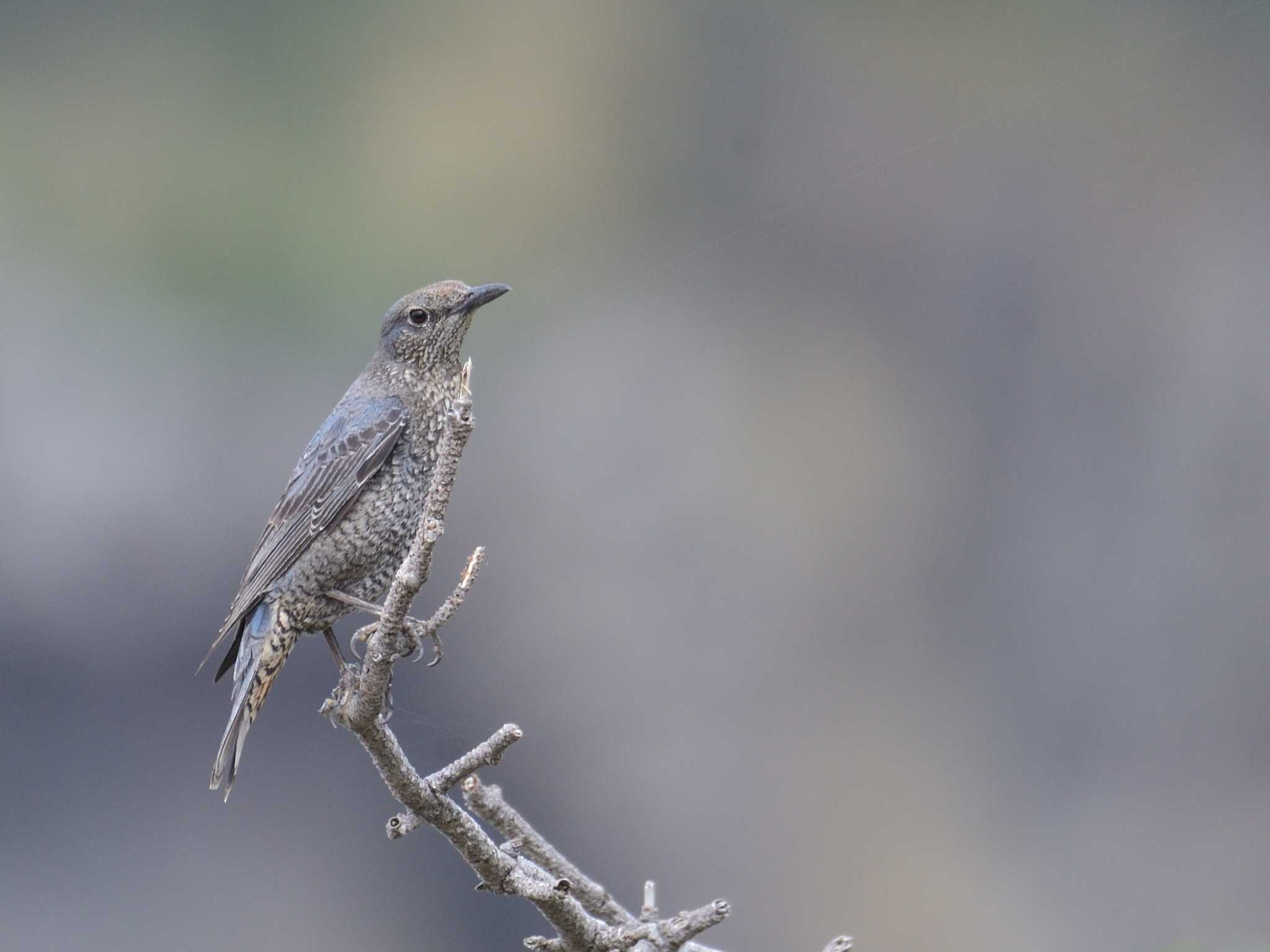 Blue Rock Thrush