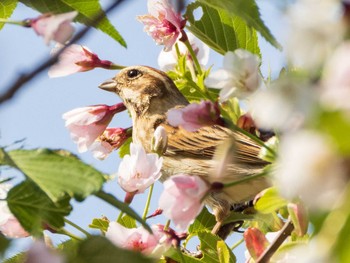 Common Reed Bunting Kasai Rinkai Park Sat, 4/3/2021