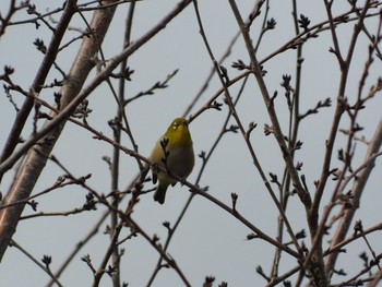 Warbling White-eye Unknown Spots Sat, 2/18/2017