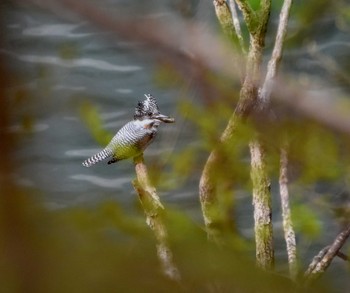 2021年4月6日(火) 早戸川林道の野鳥観察記録