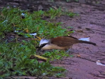 Sat, 4/10/2021 Birding report at Bang Phra Non-Hunting area