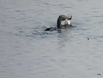 Little Cormorant Bang Phra Non-Hunting area Sat, 4/10/2021