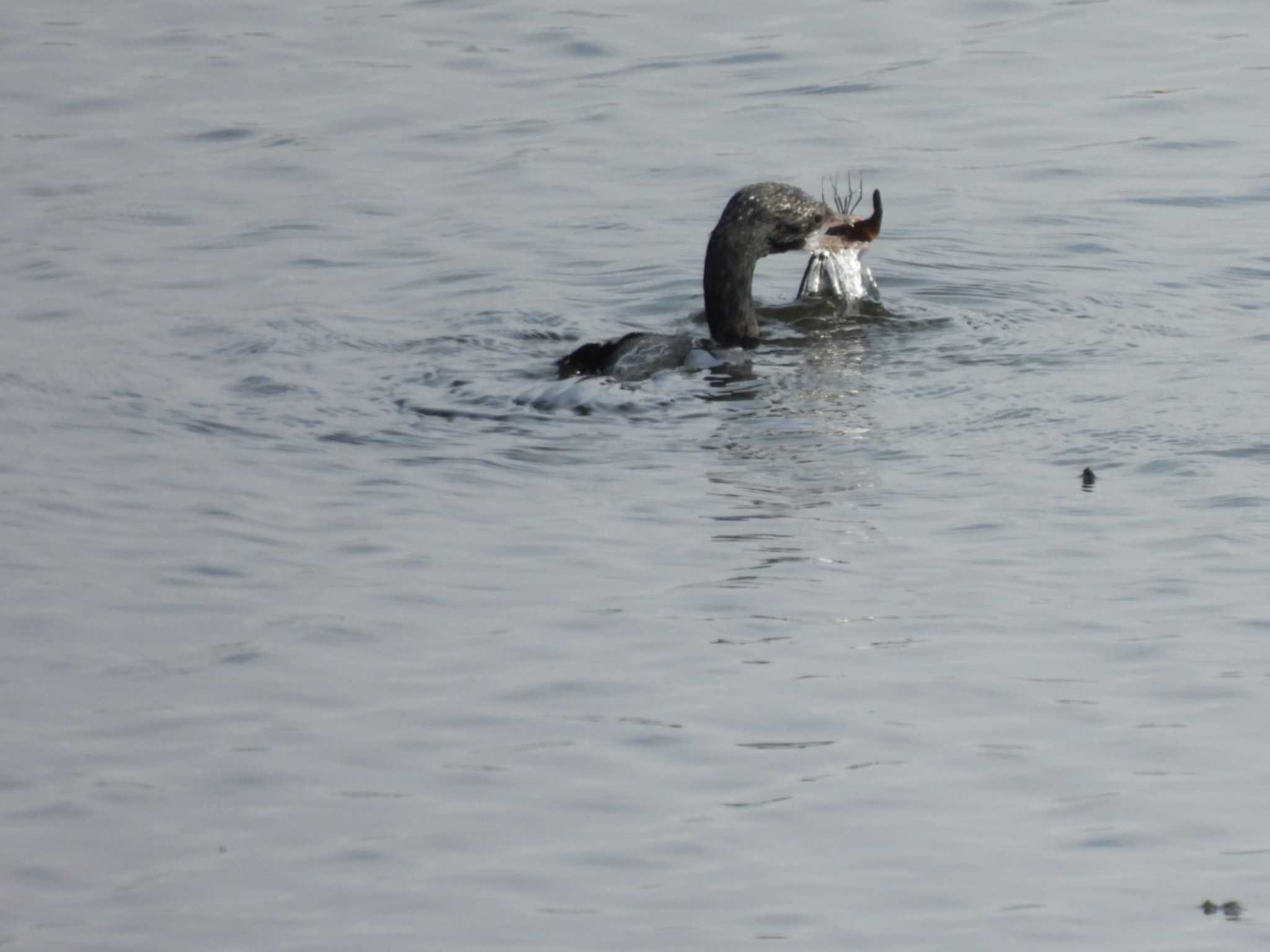 アジアコビトウ