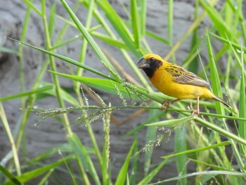 Asian Golden Weaver Bang Phra Non-Hunting area Sat, 4/10/2021