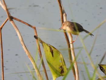 アジアマミハウチワドリ Bang Phra Non-Hunting area 2021年4月10日(土)