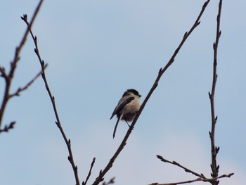 Long-tailed Tit Unknown Spots Sat, 2/18/2017