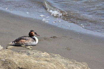 2021年4月4日(日) 葛西臨海公園の野鳥観察記録