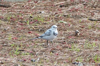 White Wagtail Kasai Rinkai Park Sat, 4/10/2021