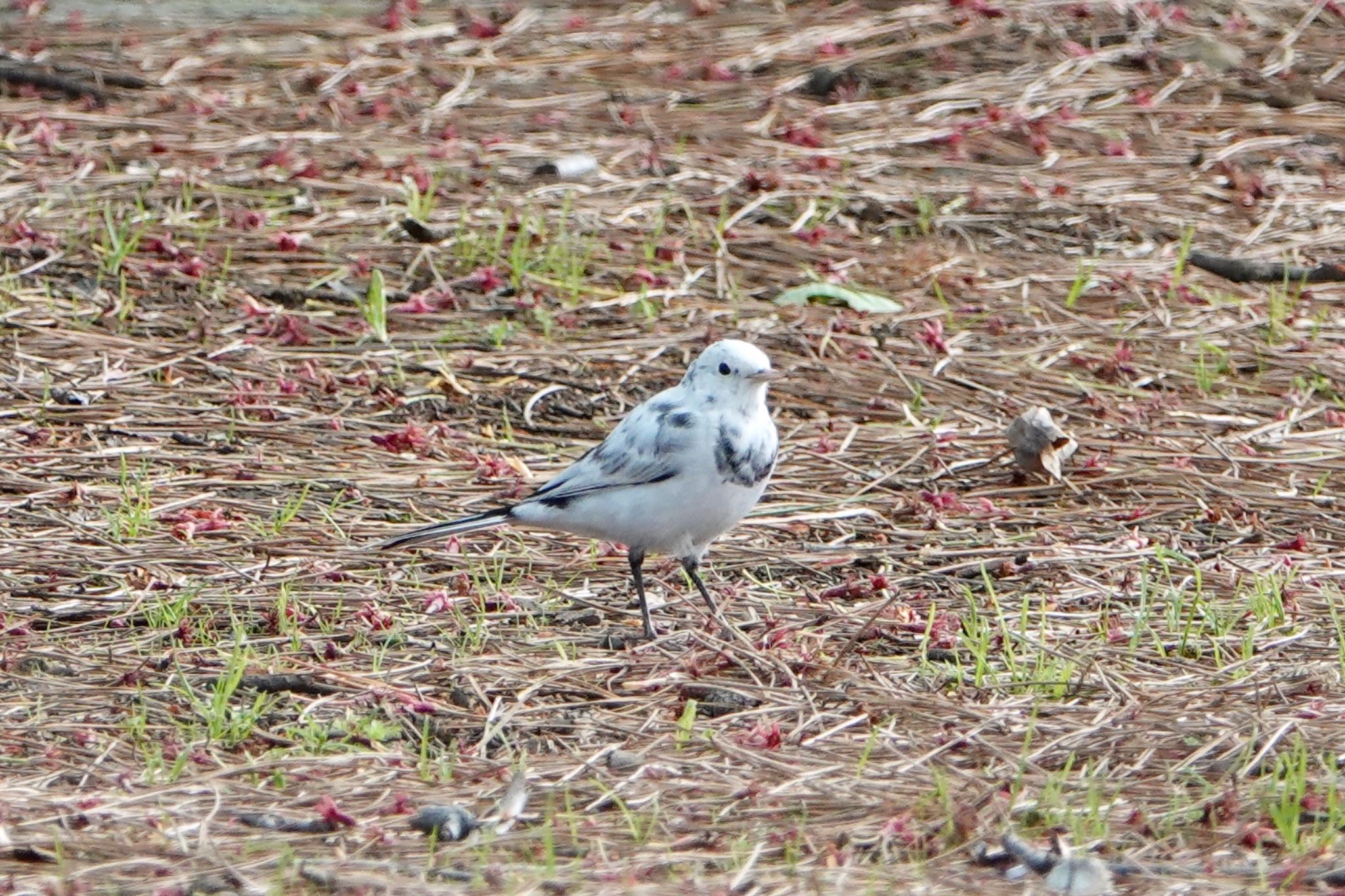 葛西臨海公園 ハクセキレイの写真