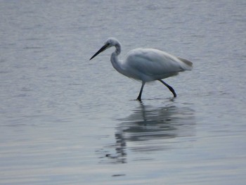 Great Egret Kasai Rinkai Park Sat, 4/10/2021