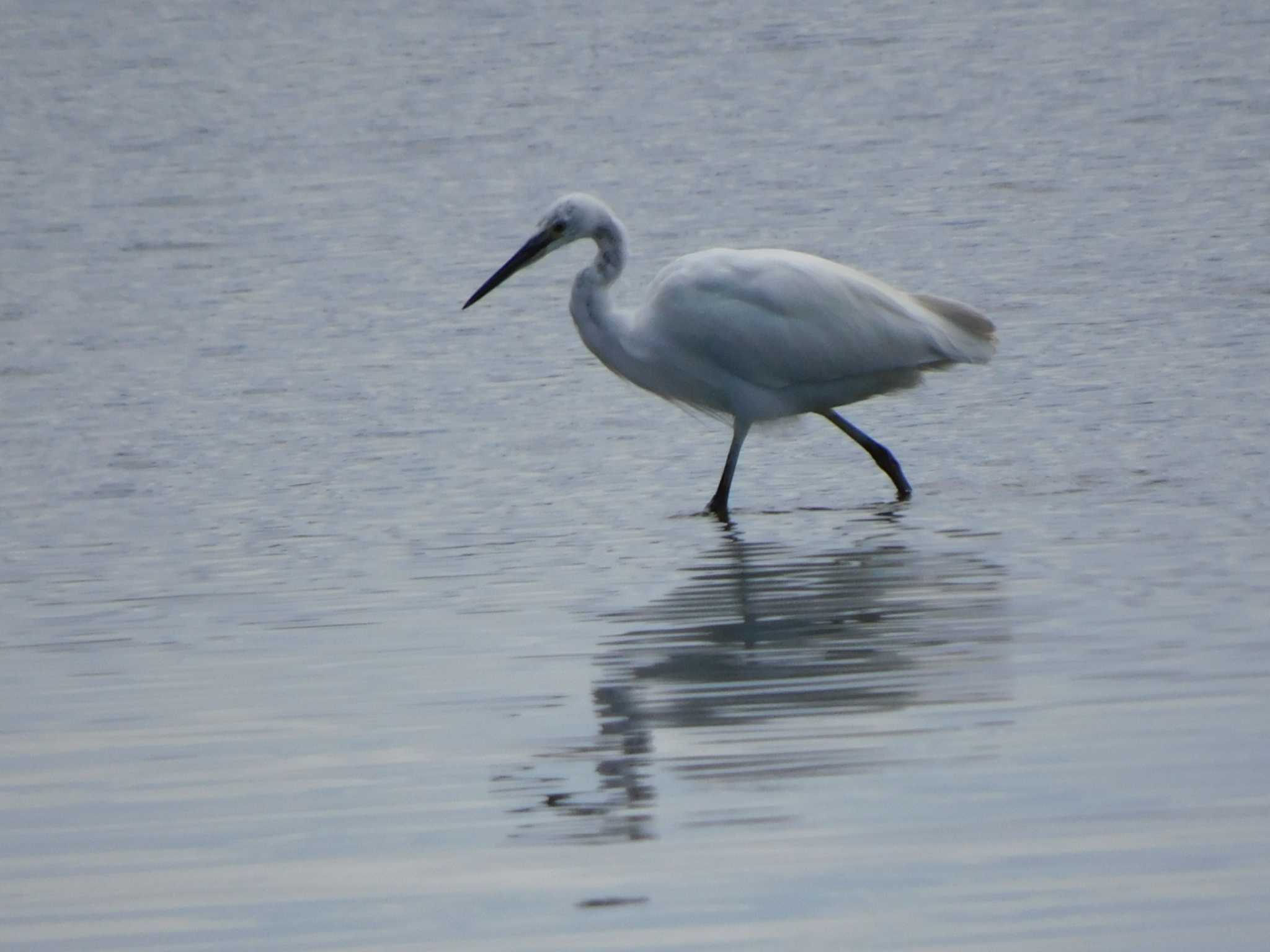 葛西臨海公園 ダイサギの写真