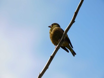 Grey-capped Greenfinch Kasai Rinkai Park Sat, 4/10/2021